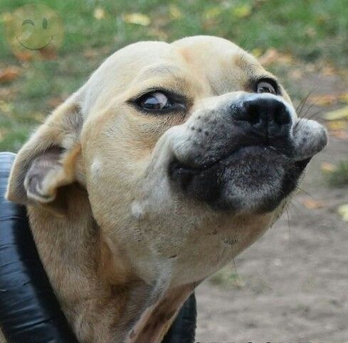 Эт я