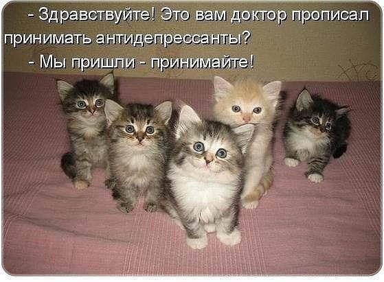 котики