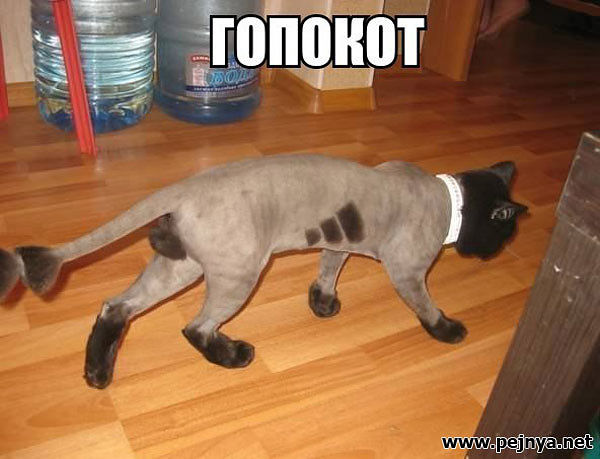 гопокот