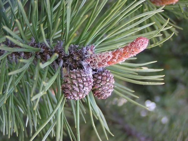 Какая прелесть! У меня существенно больше