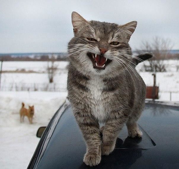 яяяяяяяяяяяя