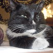 ЛИМ