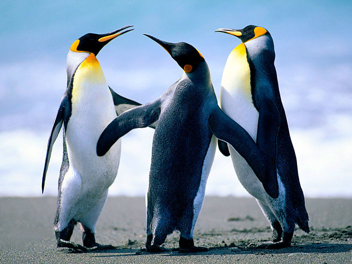 Даже пингвинам нужен секс