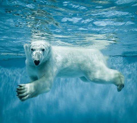 swimer