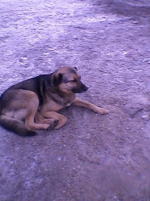 верный друг