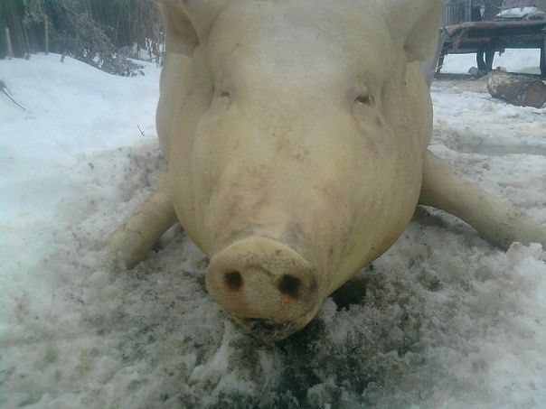 ищу девушку женщину для секса