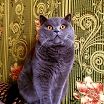 Котеич