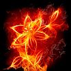 Огненный цветок страсти