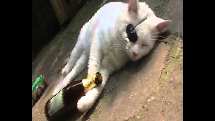 это мой кот