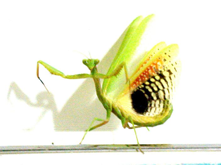 mantis