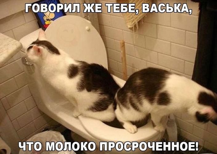 коты
