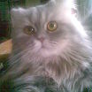 nezni