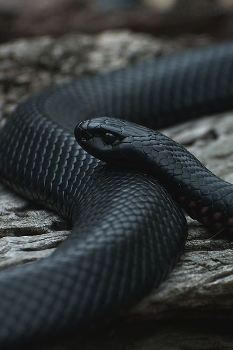 AAA