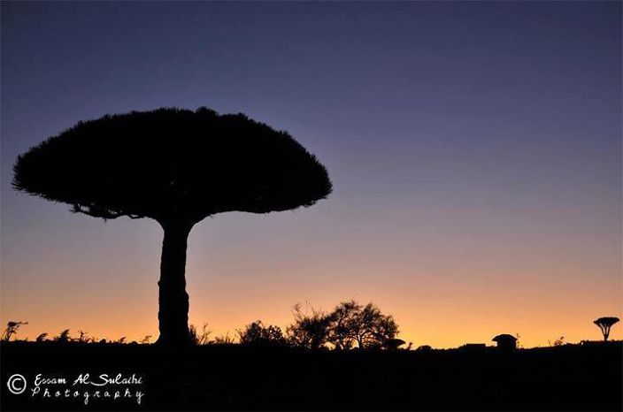 شجرة دم الأخوين جزيرة سقطرى - تصوير عصام الص