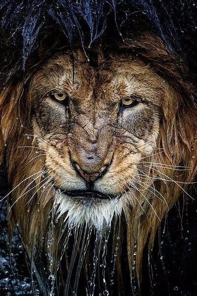 душа льва