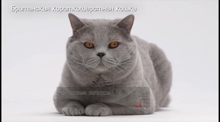 котенок