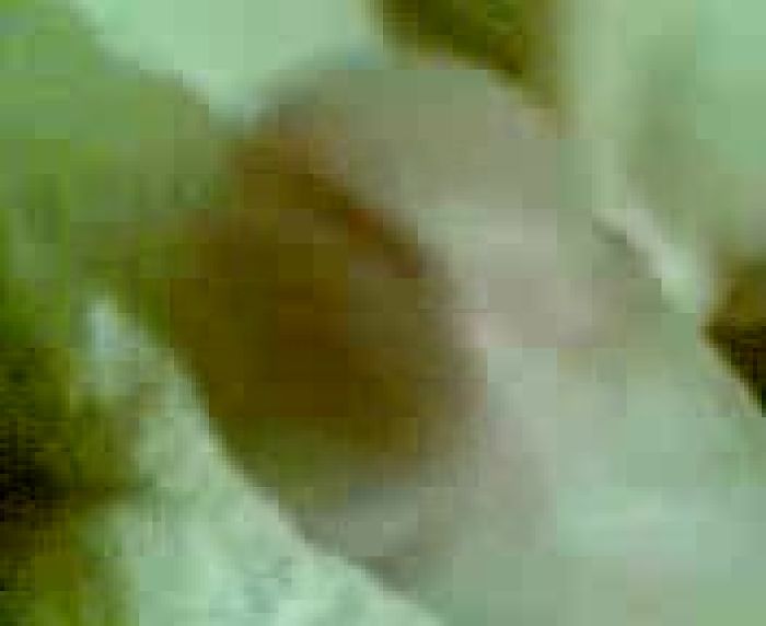 мой сладкий