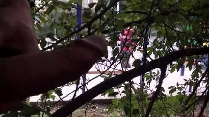 кусты эксгибициониста