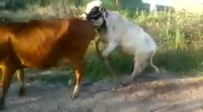 А он так хотел)))