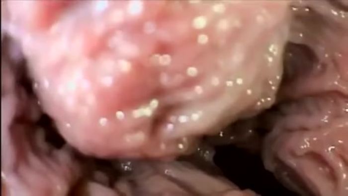 страстный секес