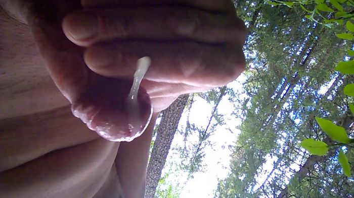 forest cum
